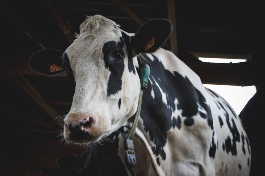 vache-laitiere-ripel